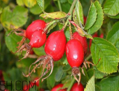 unichi玫瑰果膠囊能美白祛斑嗎？unichi玫瑰果膠囊有副作用嗎？