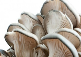 平菇可以和雞蛋一起做湯嗎？平菇和木耳能一起吃嗎？