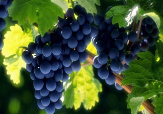 老年人吃葡萄有哪些好處？吃葡萄的注意事項(xiàng)是什么？