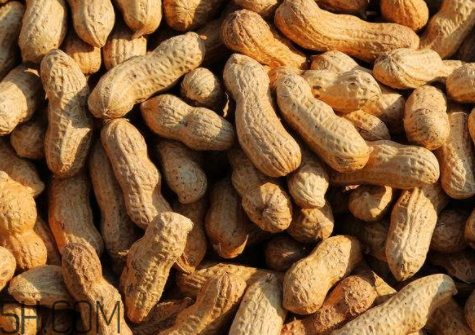 花生炒多久能熟 炒花生要炒多久 花生炒多久能熟 炒花生要炒多久