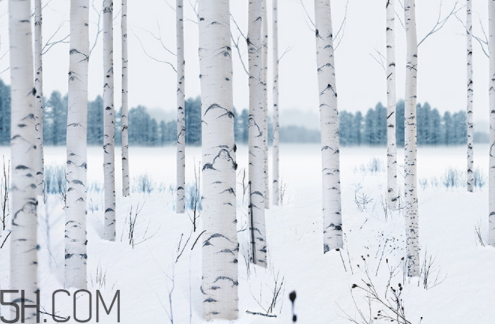 養(yǎng)生堂樺樹汁面膜多少錢一盒 養(yǎng)生堂樺樹汁面膜多價格 養(yǎng)生堂樺樹汁面膜多少錢一盒 養(yǎng)生堂樺樹汁面膜多價格