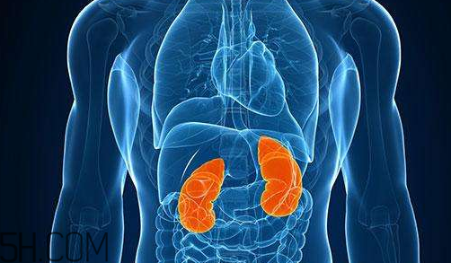 腎不好會早衰越長越矮？護腎千金方早用早好