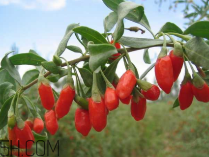 枸杞是小人參？正確食用枸杞能抗腫瘤