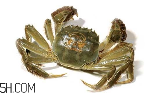 冬天可以吃大閘蟹嗎？冬天怎么吃大閘蟹？