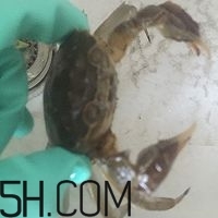 冬天可以吃大閘蟹嗎？冬天怎么吃大閘蟹？