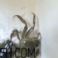 冬天可以吃大閘蟹嗎？冬天怎么吃大閘蟹？