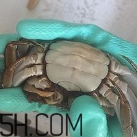 冬天可以吃大閘蟹嗎？冬天怎么吃大閘蟹？