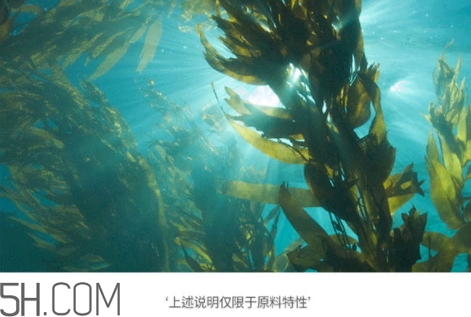 jmsolution珍珠面膜多少錢？jm珍珠面膜好用不過百元