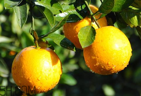 冰糖橙哪里的最好吃 麻陽(yáng)冰糖橙和永興冰糖橙對(duì)比 冰糖橙哪里的最好吃 麻陽(yáng)冰糖橙和永興冰糖橙對(duì)比