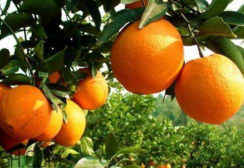 冰糖柑上火嗎？好吃不上火