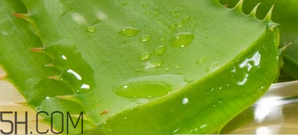 蘆薈膠可以敷一晚上嗎？蘆薈膠堵塞毛孔的錯(cuò)誤用法