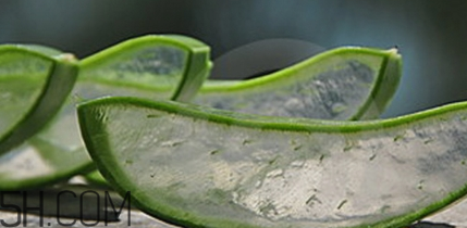 蘆薈膠祛痘效果好嗎？蘆薈膠真的會(huì)祛痘