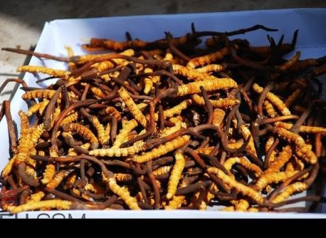 冬蟲夏草沒有傳說中那么神？冬蟲夏草只有保健功能