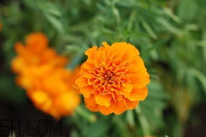 近視和葉黃素缺乏有關(guān)？盤(pán)點(diǎn)葉黃素的重要性