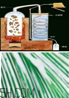 自然堂雪松精油怎么樣？雪松御齡綻放年輕光彩