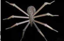 巴克球多少錢一盒？低價(jià)格的網(wǎng)紅玩具