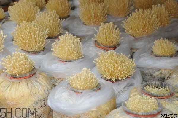 金針菇的食用禁忌有哪些？金針菇四大禁忌