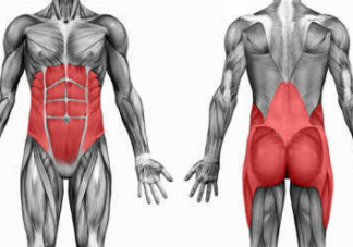 平板支撐有什么用？最有效的訓(xùn)練肌肉方法