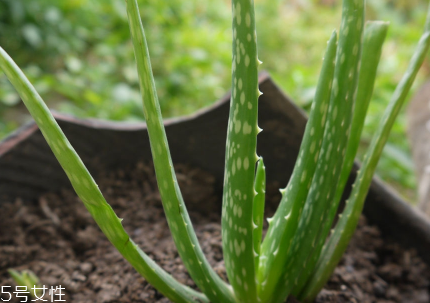 寶寶擦傷臉能用蘆薈膠嗎？寶寶使用蘆薈膠的注意事項
