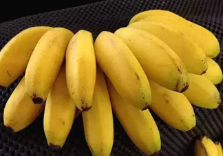 猴子為什么愛吃香蕉？熱量高營養(yǎng)多令人高興