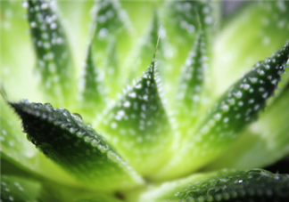 蘆薈泡酒能治腳氣嗎？蘆薈膠主要是細(xì)菌殺毒