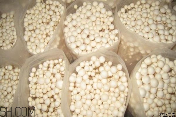 金針菇的食用禁忌有哪些？金針菇四大禁忌