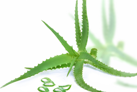 蘆薈泡酒能治腳氣嗎？蘆薈膠主要是細菌殺毒