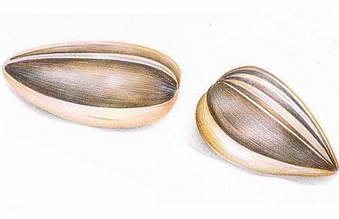 瓜子發(fā)苦能吃嗎 發(fā)苦的瓜子千萬不要吃 瓜子發(fā)苦能吃嗎 發(fā)苦的瓜子千萬不要吃