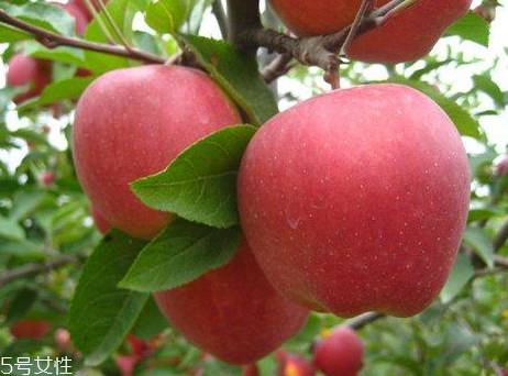 蘋果對吸煙人士有什么好處？抗氧化劑減緩肺部受損