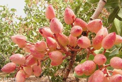 開心果樹什么時候種植成活率高 手把手教你種植開心果 開心果樹什么時候種植成活率高 手把手教你種植開心果