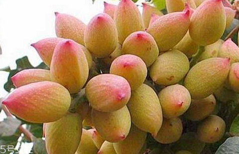 開心果樹什么時候種植成活率高 手把手教你種植開心果 開心果樹什么時候種植成活率高 手把手教你種植開心果