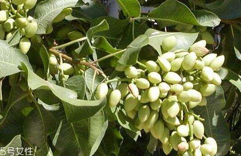 開心果樹中國哪里有 新疆是唯一的產(chǎn)地 開心果樹中國哪里有 新疆是唯一的產(chǎn)地