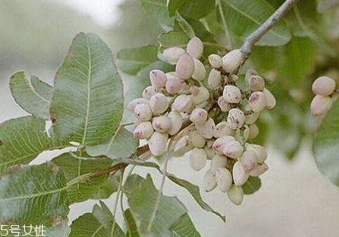 開心果樹中國哪里有 新疆是唯一的產(chǎn)地 開心果樹中國哪里有 新疆是唯一的產(chǎn)地