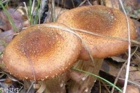 榛蘑怎么洗干凈 教你幾招清洗技巧 榛蘑怎么洗干凈 教你幾招清洗技巧