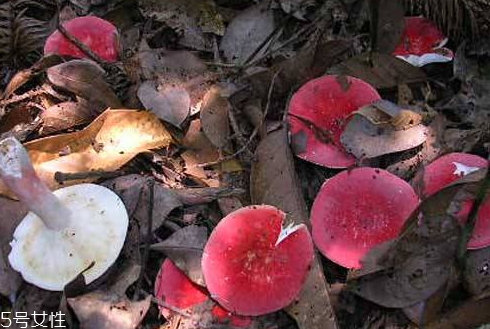 紅菇發(fā)霉了還能吃嗎 霉變菌類不宜食用 紅菇發(fā)霉了還能吃嗎 霉變菌類不宜食用