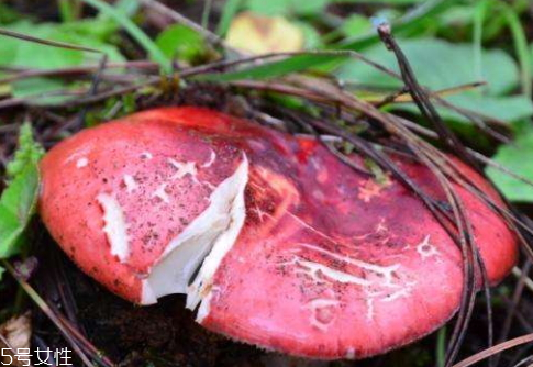 紅菇發(fā)霉了還能吃嗎 霉變菌類不宜食用 紅菇發(fā)霉了還能吃嗎 霉變菌類不宜食用