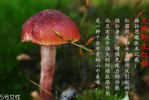 紅菇發(fā)霉了還能吃嗎 霉變菌類不宜食用 紅菇發(fā)霉了還能吃嗎 霉變菌類不宜食用