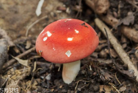 紅菇可以人工種植嗎 無法人工栽培的菌類 紅菇可以人工種植嗎 無法人工栽培的菌類