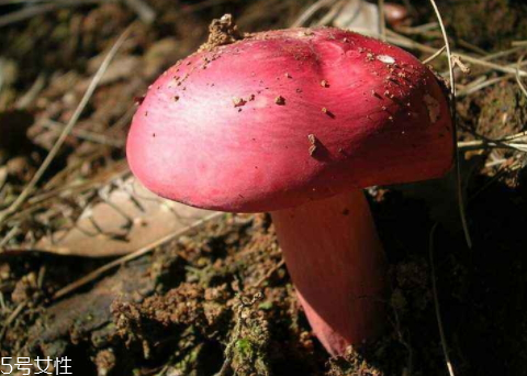 紅菇可以人工種植嗎 無法人工栽培的菌類 紅菇可以人工種植嗎 無法人工栽培的菌類