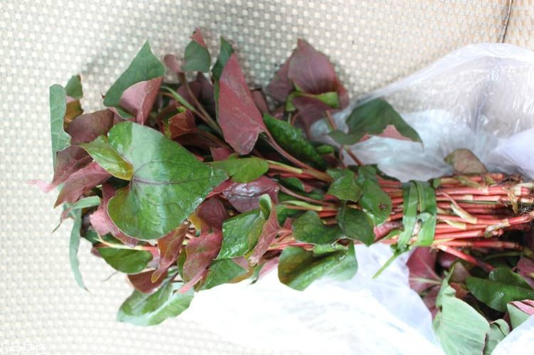 哪些中草藥可以當(dāng)菜吃？最常見(jiàn)的是這三種