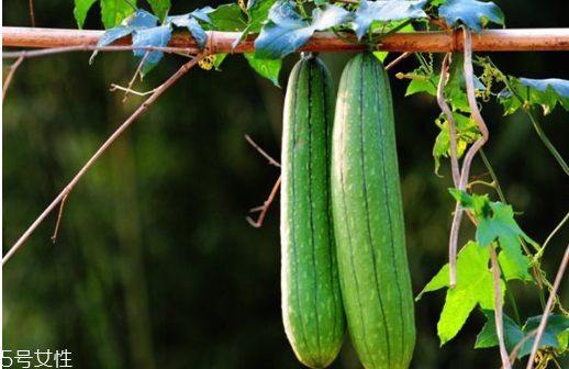 絲瓜放冰箱是冷凍還是冷藏保存？絲瓜發(fā)苦可能有毒