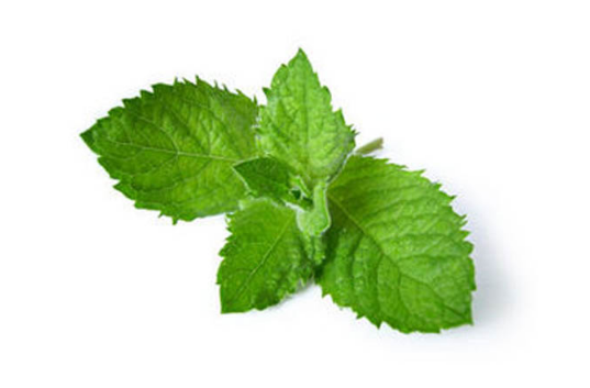 薄荷葉的做法有哪些？薄荷葉三大做法