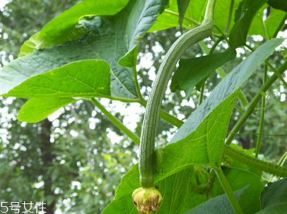 絲瓜不能與什么同吃？不能吃絲瓜的人群