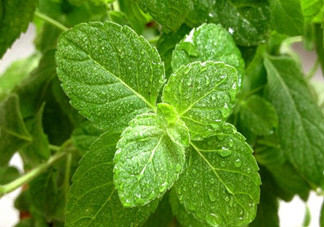 薄荷葉的做法有哪些？薄荷葉三大做法