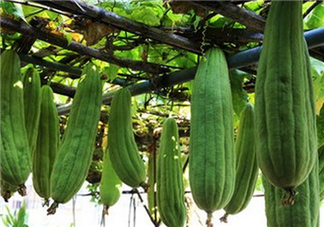 絲瓜老了還能吃嗎？軟的絲瓜口感會比較鮮甜