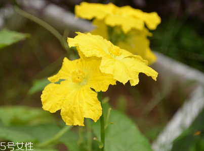 絲瓜放冰箱是冷凍還是冷藏保存？絲瓜發(fā)苦可能有毒