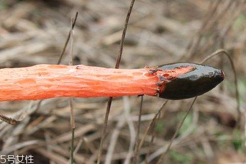 紅鬼筆多少錢(qián)一斤2018 奇葩的菌類(lèi)你知道多少 紅鬼筆多少錢(qián)一斤2018 奇葩的菌類(lèi)你知道多少