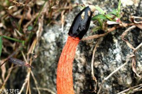 紅鬼筆多少錢(qián)一斤2018 奇葩的菌類(lèi)你知道多少 紅鬼筆多少錢(qián)一斤2018 奇葩的菌類(lèi)你知道多少