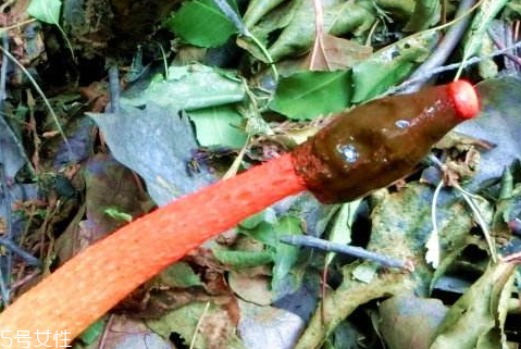 紅鬼筆多少錢(qián)一斤2018 奇葩的菌類(lèi)你知道多少 紅鬼筆多少錢(qián)一斤2018 奇葩的菌類(lèi)你知道多少