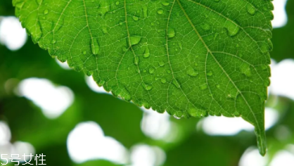 桑葉茶哪些人不能喝？過多飲用傷脾胃傷腎